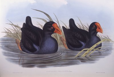Australische purperkoet (Porphyrio melanotus), gravure door John Gould door John Gould