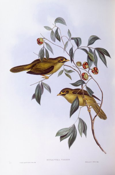 Klokmijnwerker (Manorina melanophrys), Gravure door John Gould door John Gould