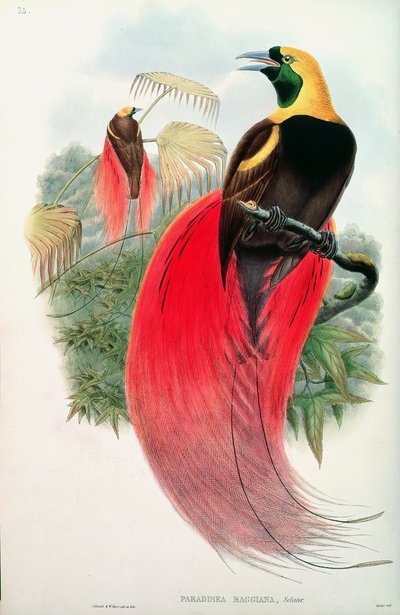 Paradijsvogel, gegraveerd door T. Walter door John Gould