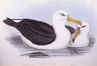 Zwartbrauwalbatros (Diomedea o Thalassarche melanophrys), gravure door John Gould