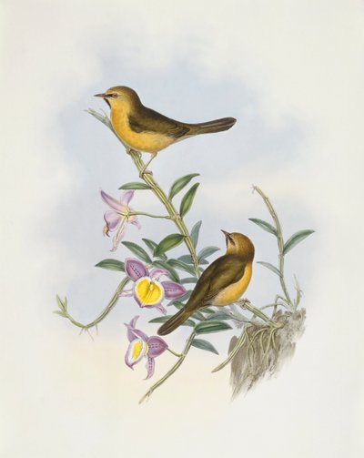 Zwartkinbabbelaar (Stachyris pyrrhops), Gravure door John Gould door John Gould