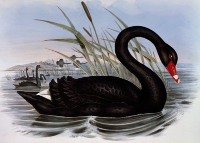 Zwarte Zwaan (Cygnus atratus), gravure uit Birds of Australia door John Gould