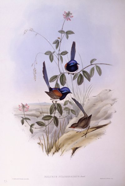 Blauwborstelfee (Malurus pulcherrimus), Gravure door John Gould door John Gould