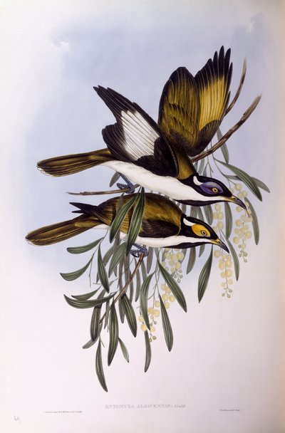 Blauwgezicht honingeter (Entomyzon cyanotis), gravure door John Gould door John Gould
