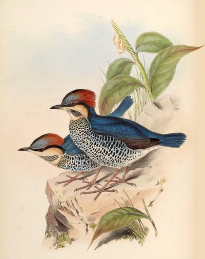 Blauwe Pitta Pitta cyanea Blyth door John Gould