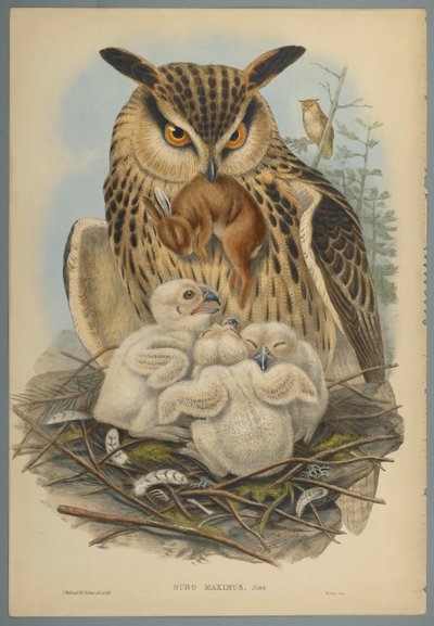 Bubo Maximus: Uil door John Gould