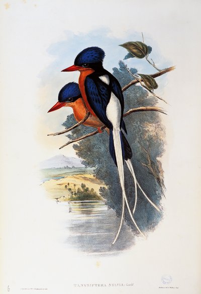 Buff-borst Paradijsvogel (Tanysiptera sylvia) door John Gould