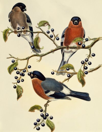Goudvink (Pyrrhula pyrrhula), gravure door John Gould (1804-1881), Verenigd Koninkrijk door John Gould