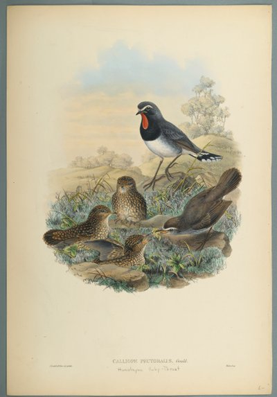 Calliope Pectoralis door John Gould