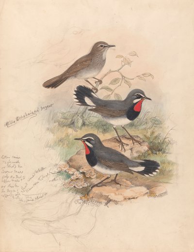 Calliope Tschebaiewi, Prjev. door John Gould