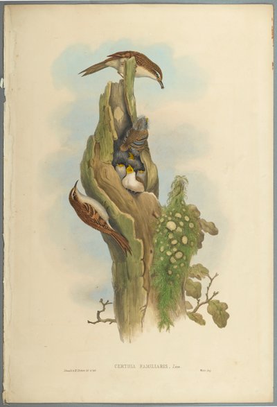 Certhia Familiaris - Boomkruiper door John Gould