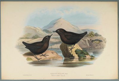 Cinclus Pallasi: Pallas Waterspreeuw door John Gould