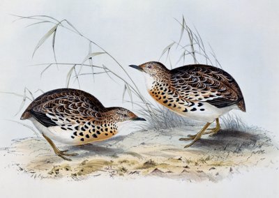 Gewone Kwartel (Turnix sylvatica), gravure uit Birds of Europe, door John Gould (1804-1881) door John Gould