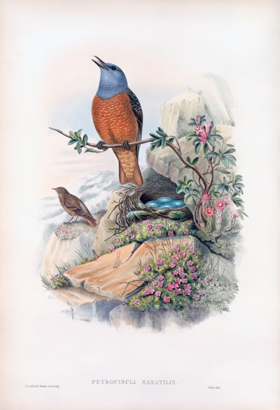 Gewone rotslijster door John Gould