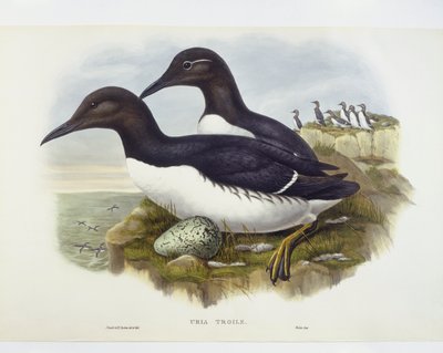 Zeekoet (Uria aalge), gravure door John Gould, William Hart, H C Richter door John Gould