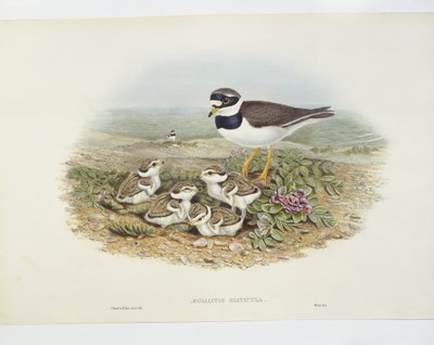 Bontbekplevier (Charadrius hiaticula), illustratie door John Gould
