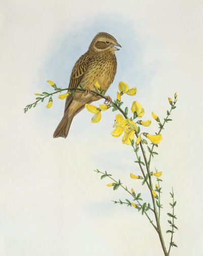 Grauwe gors (Miliaria of Emberiza calandra), Gravure door John Gould door John Gould