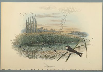 Cotyle Riparia door John Gould