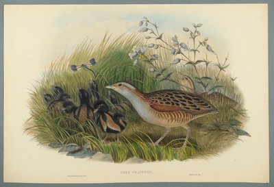 Crex Pratensis - Kwartelkoning door John Gould