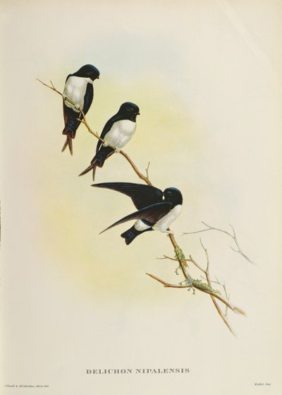 Delichon nipalensis, uit 