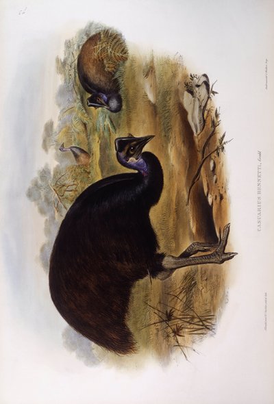 Dwergkasuaris (Casuarius bennetti), gravure door John Gould