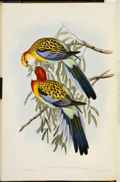 Oostelijke Rosella, uit "De vogels van Australië", eerste editie, gepubliceerd 1840-69 door John Gould