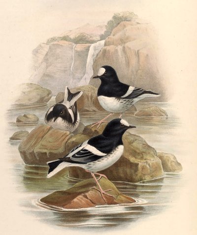 Enicurus scouleri door John Gould