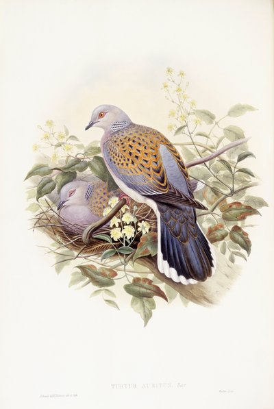 Europese tortelduif (Streptopelia turtur), gravure door John Gould door John Gould