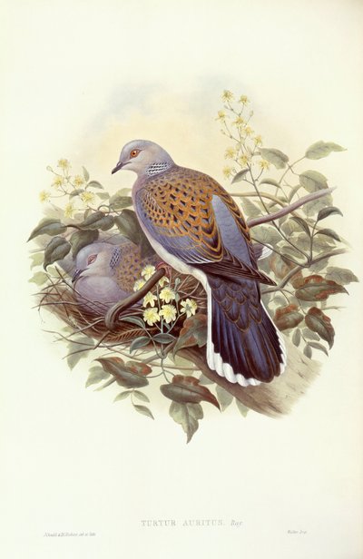 Europese tortelduif (Streptopelia turtur), Gravure door John Gould door John Gould