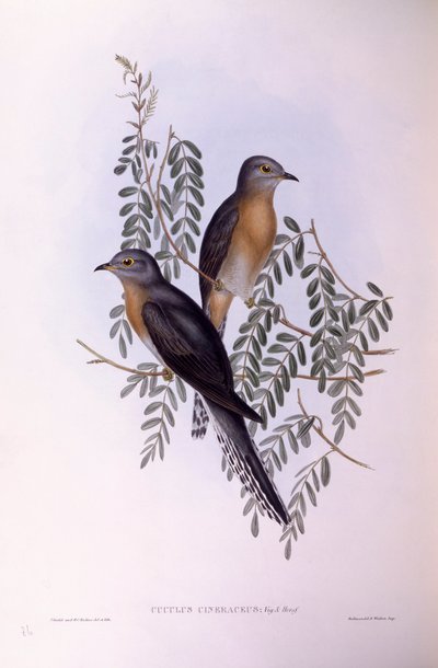 Waaierstaartkoekoek (Cacomantis flabelliformis), gravure door John Gould door John Gould