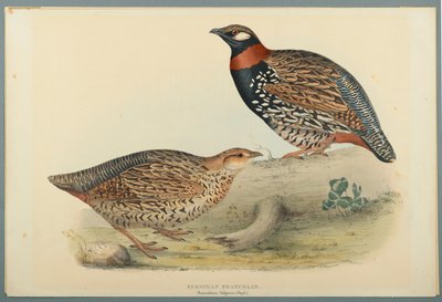 Francolinus Vulgaris: Europese Francolin door John Gould