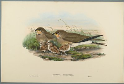 Glareola Pratincola - Vorkstaartplevier door John Gould