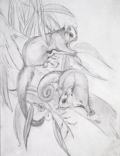 Glijdende Possums door John Gould