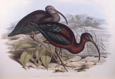 Glanzende Ibis (Plegadis falcinellus), Gravure door John Gould door John Gould
