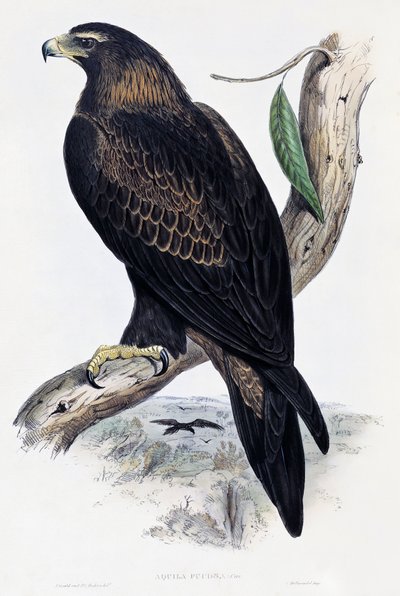 Steenarend (Aquila chrysaetos), lithografie uit Birds of Australia and Great Britain door John Gould (1804-1881), Verenigd Koninkrijk door John Gould