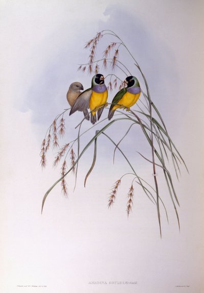 Gouldian vink (Chloebia of Erythrura gouldiae), gravure door John Gould door John Gould