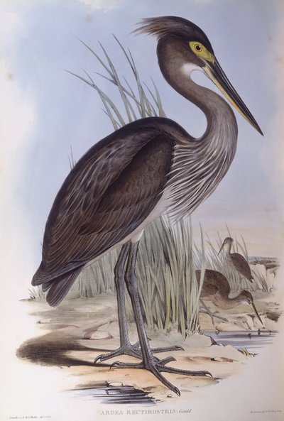 Grootbekreiger (Ardea sumatrana), gravure door John Gould door John Gould