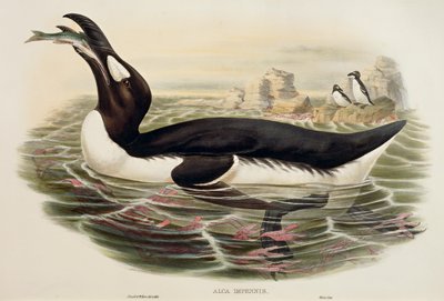 Grote alk Pinguinus impennis, gravure door John Gould