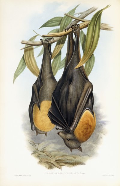 Grijskopvleerhond door John Gould