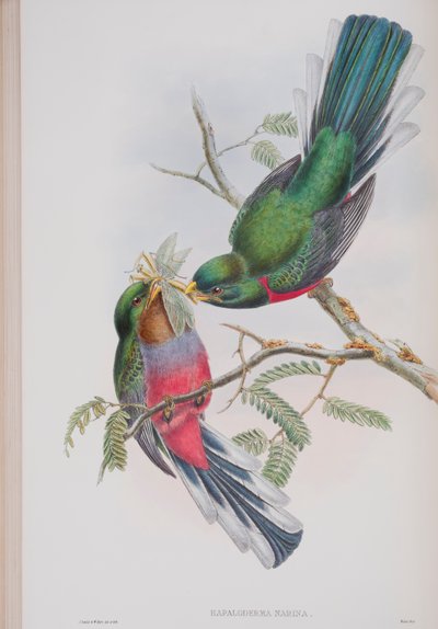 Hapaloderma Narina, plaat uit The Birds of Great Britain door John Gould, gepubliceerd 1862-73 door John Gould