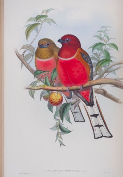 Harpactes Hodgsoni, plaat uit The Birds of Great Britain door John Gould, gepubliceerd 1862-73 door John Gould