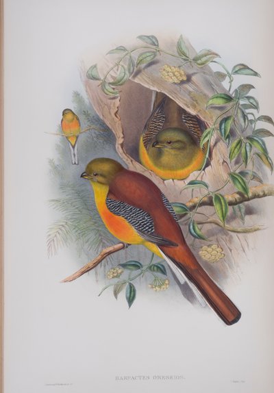 Harpactes Oreskios, plaat uit The Birds of Great Britain door John Gould, gepubliceerd 1862-73 door John Gould