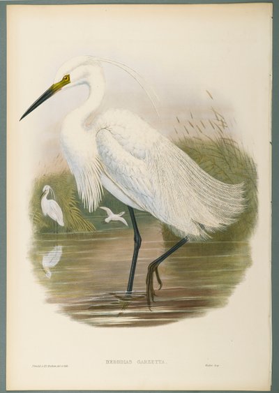 Herodias Garzetta - Kleine Zilverreiger door John Gould