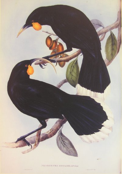 Huia paar illustratie door John Gould