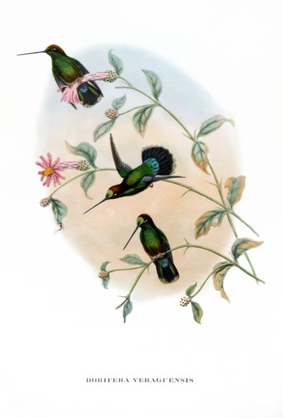 Kolibrie - Veruguan Lans-Bek, vogels uit Costa Rica, gravure uit boek van John Gould (1804-1881) "Tropische Vogels" door John Gould