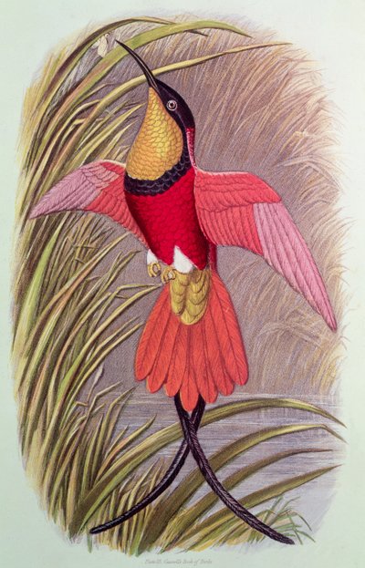 Kolibrie: Crimson Topaz, plaat 23 uit 