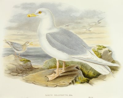 IJslandse meeuw (Larus glaucoides), gravure door John Gould