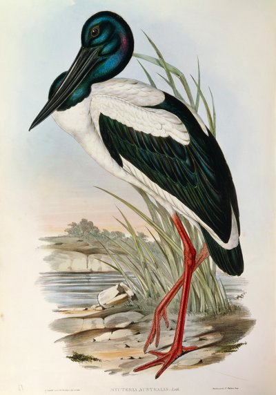Illustratie uit John Gould