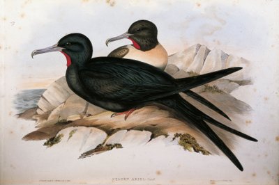 Illustratie uit John Gould