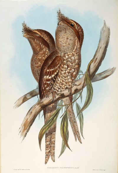 Illustratie uit John Gould